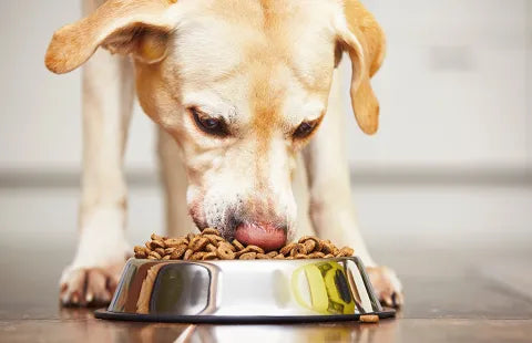 How to Choose the Right Pet Food in the U.S.: What Every Pet Owner Should Know