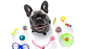 Top 10 Must-Have Pet Supplies Every New Dog Owner in the U.S. Needs