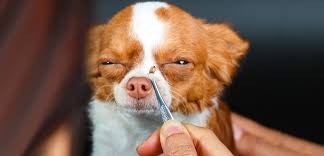 The Best Flea and Tick Prevention for Dogs & Cats in the U.S. (Vet-Recommended