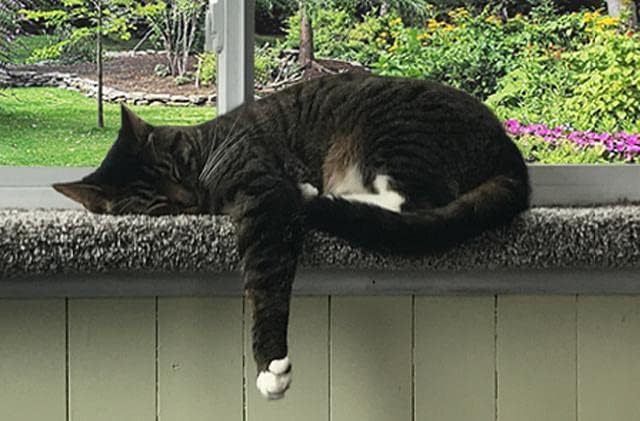 PURRCHED Cat Perch, Carpeted Cat Window Perch, Cat Bed, Cat Seat, Made in The USA, Sturdy, Safe and Easy to Install.