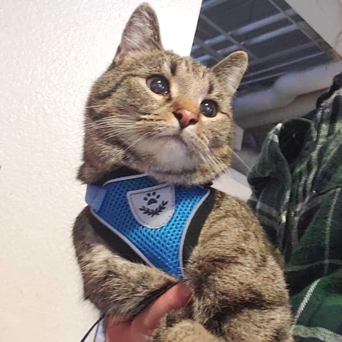 PUPTECK Cat Harness and Leash Set Escape Proof Reflective Cat Walking Harness Adjustable Soft Breathable Mesh Vest for Small Pets, Blue, S