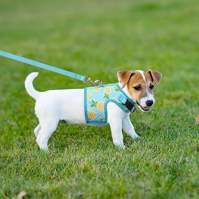 BINGPET Cat Harness with Leash Escape Proof - Fashionable Mesh Cat Dog Walking Harness Leads, Adjustable for Kitties Puppies Small Animals