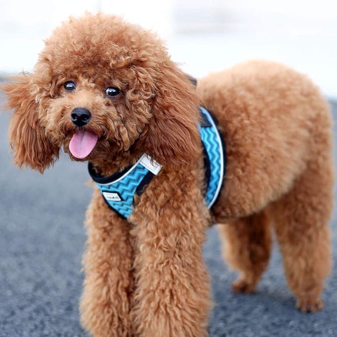 Soft Mesh Dog Harness and Leash Set, Step-in Reflective Breathable Comfort Padded Quick Dry Pet Puppy Vest Harness for Extra-Small/Small Medium Dogs and Cats (Blue, XS)