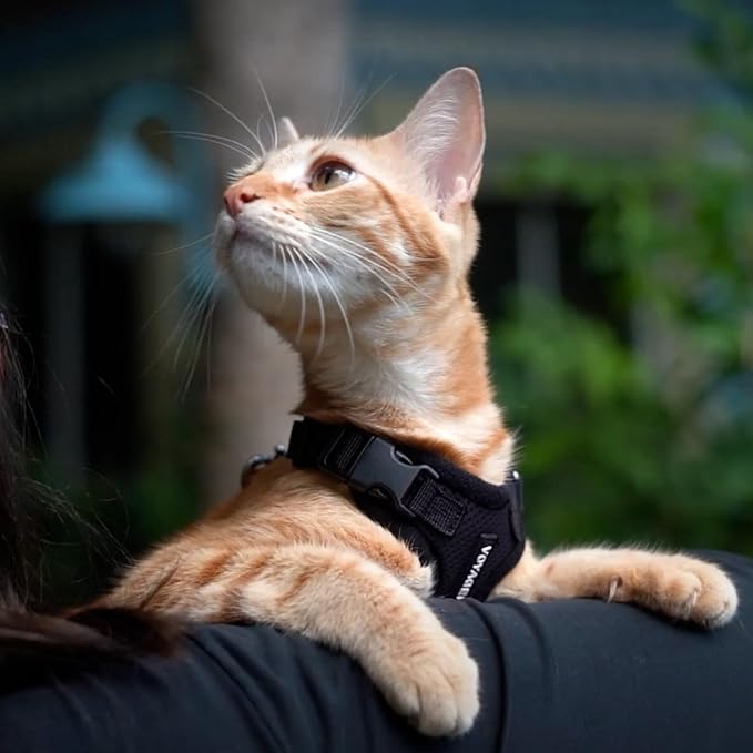 Voyager Step-in Lock Adjustable Cat Harness w. Cat Leash Combo Set with Neoprene Handle 5ft - Supports Small, Medium and Large Breed Cats by Best Pet Supplies - Black, S