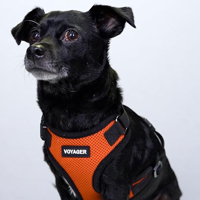 Voyager Step-in Lock Pet Harness - All Weather Mesh, Adjustable Step in Harness for Cats and Dogs by Best Pet Supplies - Orange/Black Trim, M