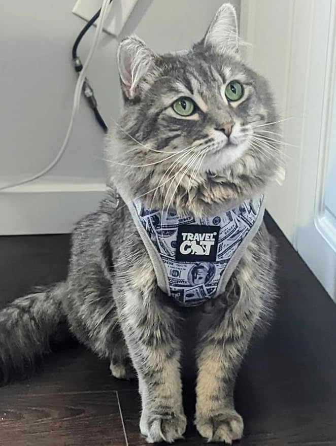Travel Cat Harness and Leash Set - Adjustable Fit Mesh Cat Harness and Reflective Strap - Comfort Escape Proof Harness for Cats, Kitten for Outdoor Walking, Hiking (Small, Cash)