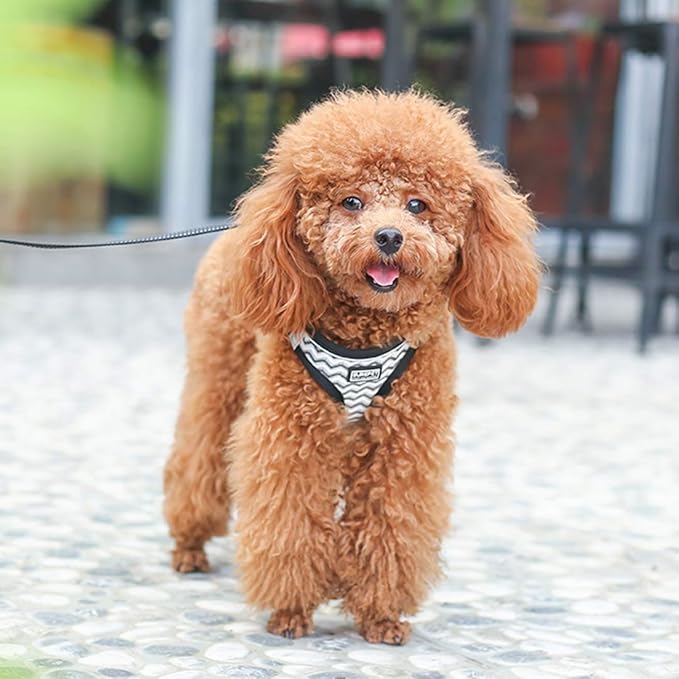 Soft Mesh Dog Harness and Leash Set, Step-in Reflective Breathable Comfort Padded Quick Dry Pet Puppy Vest Harness for Extra-Small/Small Medium Dogs and Cats (White, XXS)