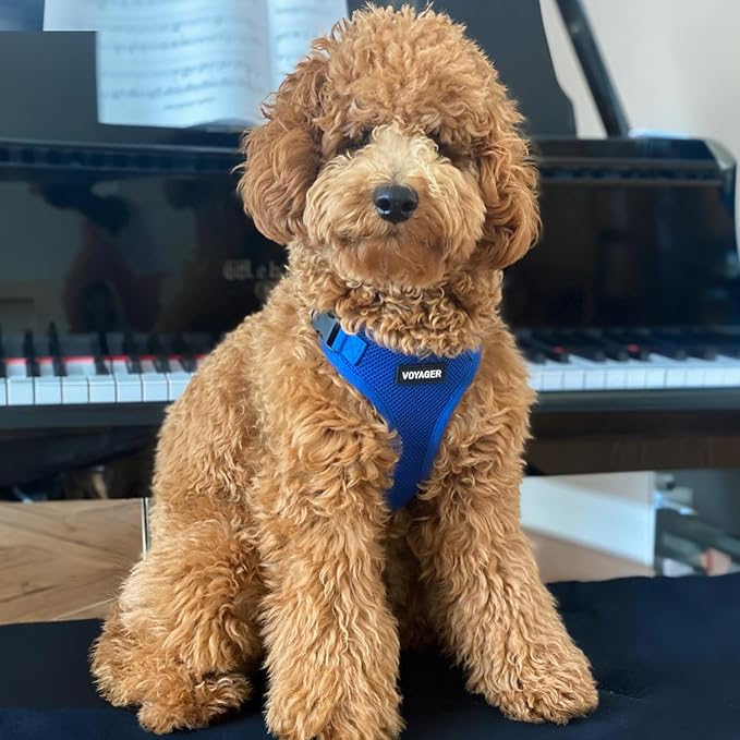 Voyager Step-in Lock Pet Harness - All Weather Mesh, Adjustable Step in Harness for Cats and Dogs by Best Pet Supplies - Royal Blue, M