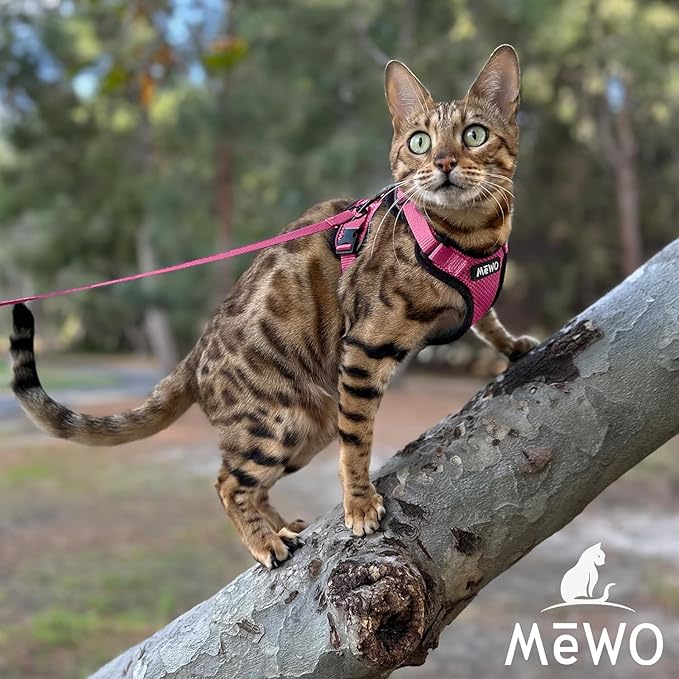 MeWO Kitten Leash and Harness Set - Escape Proof, Reflective, Adjustable for a Safe & Snug Fit - Small Cat Harness and Leash Set Cat Leashes and Harnesses for Walking Outdoors Kitten Harness and Leash