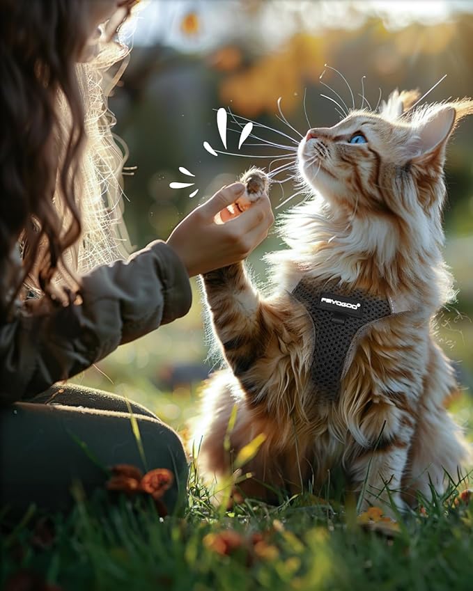 FAYOGOO Cat Harness and Leash Set for Walking Escape Proof, Kitten Harness and Leash Adjustable, Small Large Cat Walking Harness and Leash, Lightweight Soft Vest Harness and Leash (Large, Black)