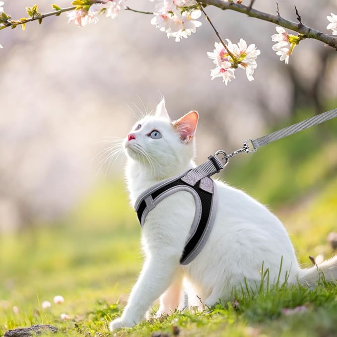 SCENEREAL Cat Harness and Leash Set Escape Proof, Adjustable Soft Air Mesh Kitten Harnesses for Girls Boys Small Medium Big Cats, Reflective Light Travel Pet Walking Vest for Puppy Rabbit, Black M