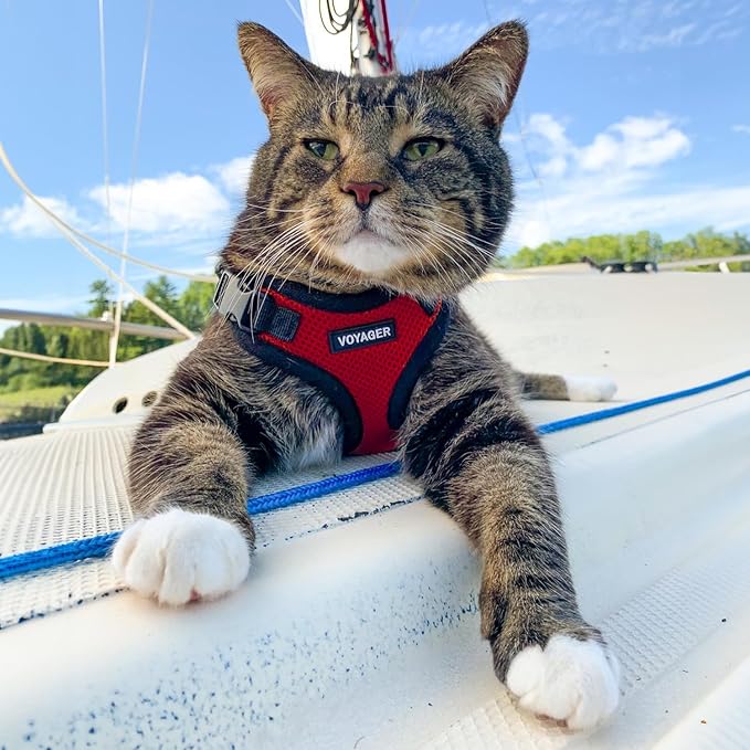 Voyager Step-in Lock Adjustable Cat Harness w. Cat Leash Combo Set with Neoprene Handle 5ft - Supports Small, Medium and Large Breed Cats by Best Pet Supplies - Red/Black Trim, XS