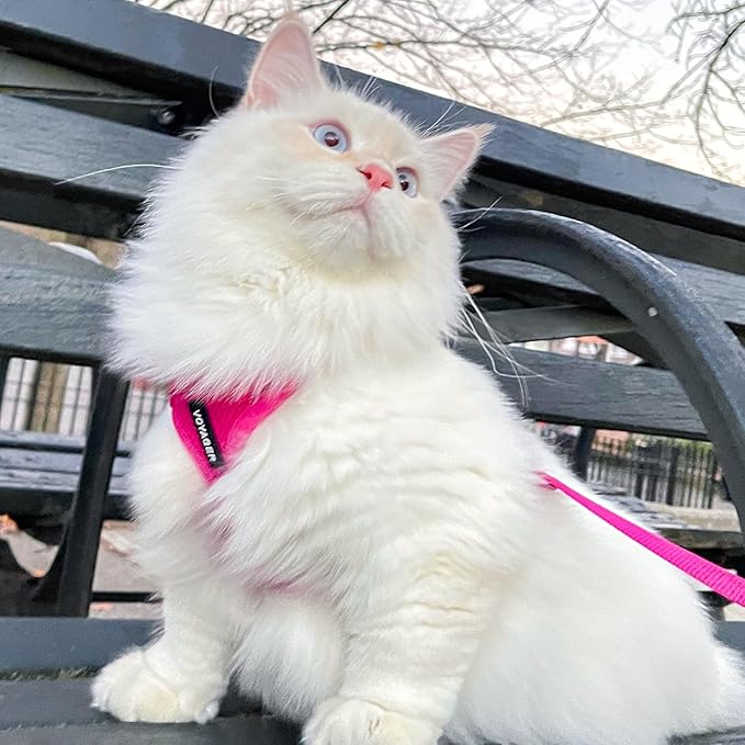 Voyager Step-in Lock Adjustable Cat Harness w. Cat Leash Combo Set with Neoprene Handle 5ft - Supports Small, Medium and Large Breed Cats by Best Pet Supplies - Fuchsia, XXXS