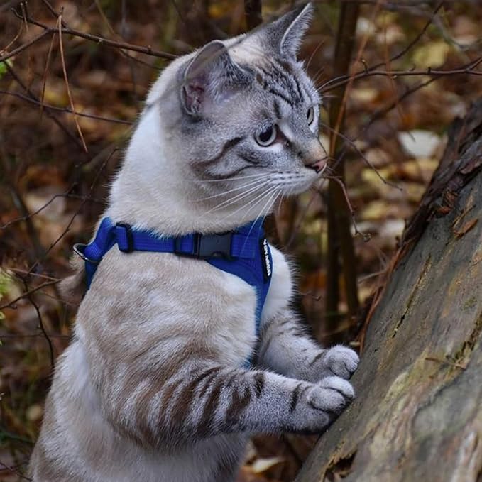 Voyager Step-in Lock Adjustable Cat Harness w. Cat Leash Combo Set with Neoprene Handle 5ft - Supports Small, Medium and Large Breed Cats by Best Pet Supplies - Royal Blue, XXXS