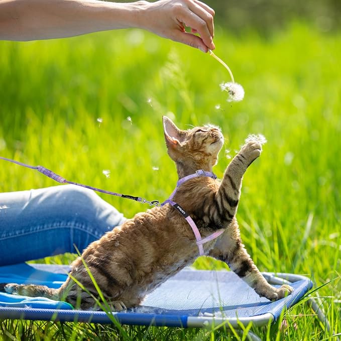 Giantree Cat Harness with Leash and Collar Set, Adjustable H-Shaped Kitten Harness Escape Proof Harness Glow in The Dark for Kitty Outdoor Walking (Gradient Purple)