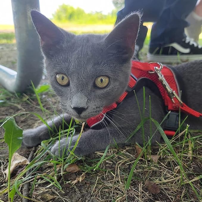 PUPTECK Cat Harness and Leash Set Escape Proof Reflective Cat Walking Harness Adjustable Soft Breathable Mesh Vest for Small Pets, Red, S