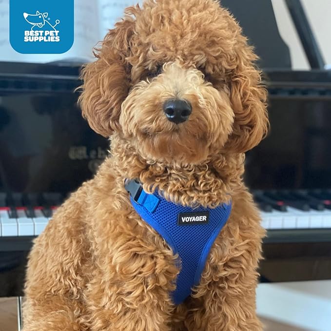 Voyager Step-in Lock Pet Harness - All Weather Mesh, Adjustable Step in Harness for Cats and Dogs by Best Pet Supplies - Black, S