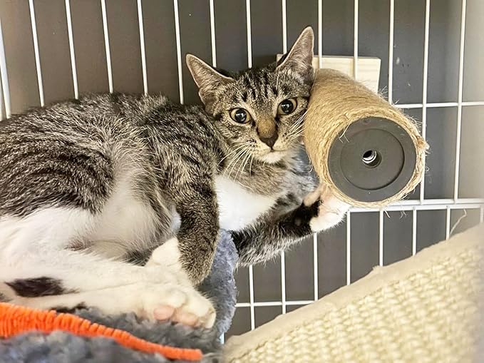 Cat Climbing Steps Scratching Tree - Cage Shelf Wooden Ladder Pets Perch Furniture Inside The cage with Install Screws 4 Steps 6.3x2 inches