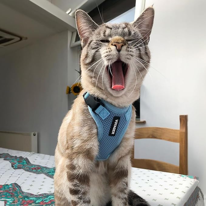 Voyager Step-in Lock Adjustable Cat Harness w. Cat Leash Combo Set with Neoprene Handle 5ft - Supports Small, Medium and Large Breed Cats by Best Pet Supplies - Baby Blue, S