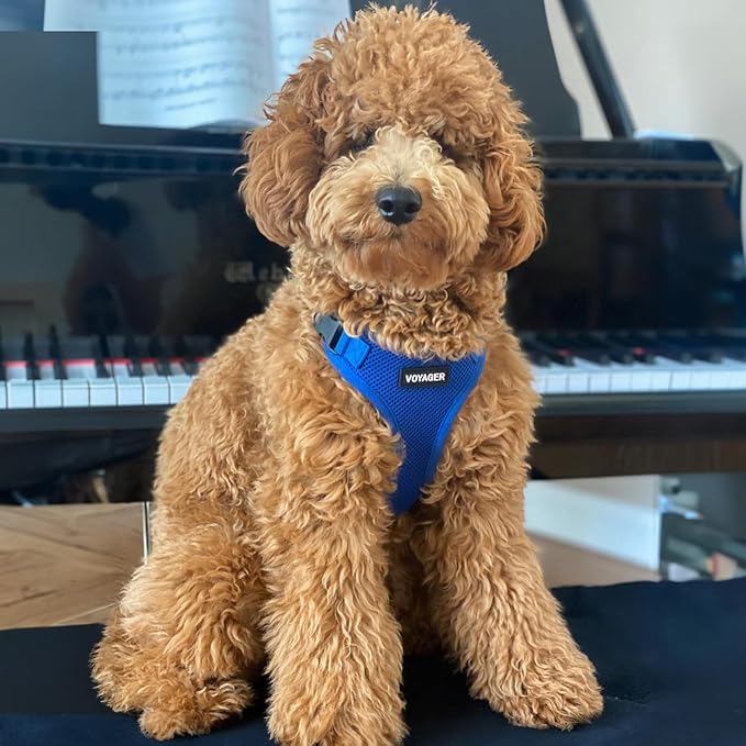 Voyager Step-in Lock Dog Harness w Reflective Dog Leash Combo Set with Neoprene Handle 5ft - Supports Small, Medium and Large Breed Puppies/Cats by Best Pet Supplies - Royal Blue, M