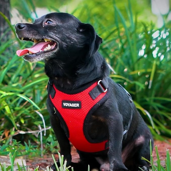 Voyager Step-in Lock Dog Harness w Reflective Dog Leash Combo Set with Neoprene Handle 5ft - Supports Small, Medium and Large Breed Puppies/Cats by Best Pet Supplies - Red/Black Trim, XL