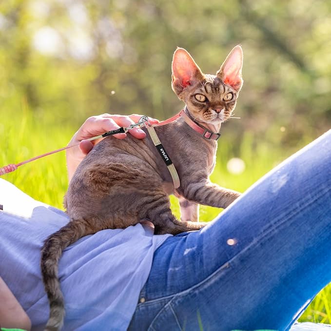 Giantree Cat Harness with Leash and Collar Set, Adjustable H-Shaped Kitten Harness Escape Proof Harness Glow in The Dark for Kitty Outdoor Walking (Orange)