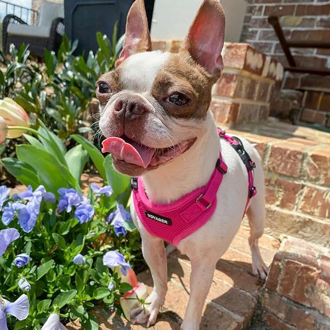 Voyager Step-in Lock Dog Harness w Reflective Dog Leash Combo Set with Neoprene Handle 5ft - Supports Small, Medium and Large Breed Puppies/Cats by Best Pet Supplies - Fuchsia, S