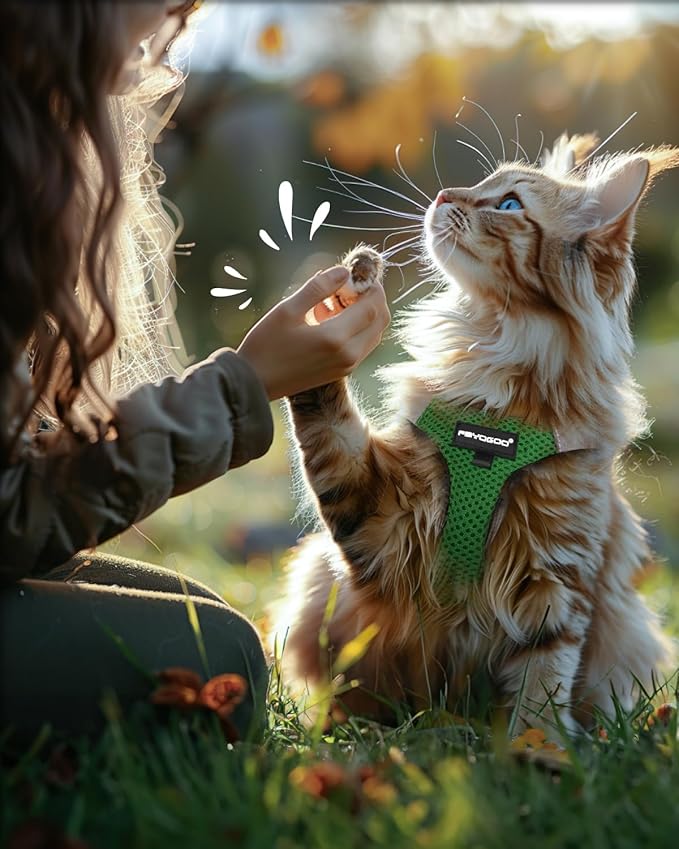 FAYOGOO Cat Harness, Cat Leash and Harness Set for Walking Escape Proof, Harness for Small Cats/Small Dogs, Large Kitten/Puppy Harness and Leash, Harness for Cats S-XXL(Neon Green, Small)