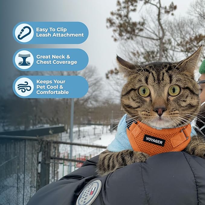 Voyager Step-in Lock Adjustable Cat Harness w. Cat Leash Combo Set with Neoprene Handle 5ft - Supports Small, Medium and Large Breed Cats by Best Pet Supplies - Orange, XXXS