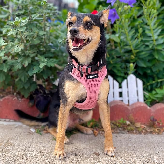 Voyager Step-in Lock Dog Harness w Reflective Dog Leash Combo Set with Neoprene Handle 5ft - Supports Small, Medium and Large Breed Puppies/Cats by Best Pet Supplies - Pink, XS