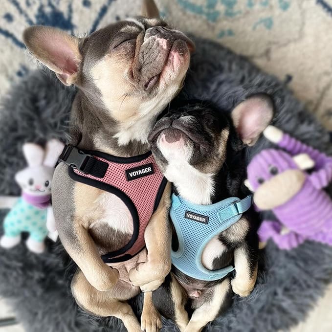 Voyager Step-in Lock Dog Harness w Reflective Dog Leash Combo Set with Neoprene Handle 5ft - Supports Small, Medium and Large Breed Puppies/Cats by Best Pet Supplies - Pink/Black Trim, L