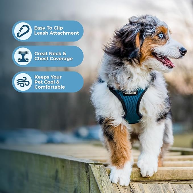 Voyager Step-in Lock Pet Harness - All Weather Mesh, Adjustable Step in Harness for Cats and Dogs by Best Pet Supplies - Turquoise/Black Trim, XS