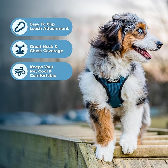 Voyager Step-in Lock Pet Harness - All Weather Mesh, Adjustable Step in Harness for Cats and Dogs by Best Pet Supplies - Turquoise/Black Trim, S