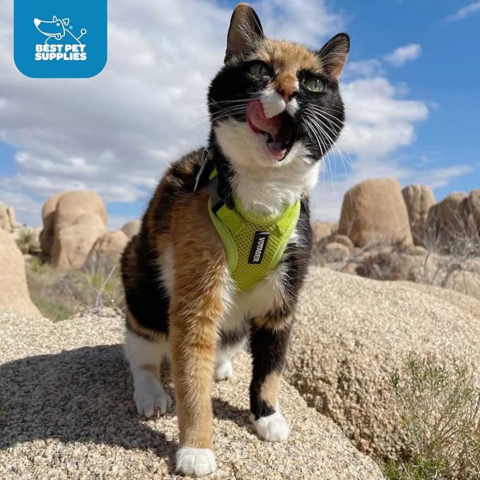 Voyager Step-in Lock Adjustable Cat Harness w. Cat Leash Combo Set with Neoprene Handle 5ft - Supports Small, Medium and Large Breed Cats by Best Pet Supplies - Fuchsia, XXS