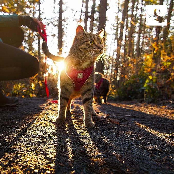 RC Pets Adventure Kitty Harness Includes Adjustable, Airmesh Fabric, 6' Leash and D-Ring Cat Walking Harness | Maldives, Medium