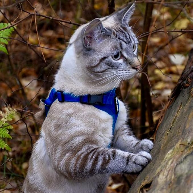 Voyager Step-in Lock Dog Harness w Reflective Dog Leash Combo Set with Neoprene Handle 5ft - Supports Small, Medium and Large Breed Puppies/Cats by Best Pet Supplies - Royal Blue, M