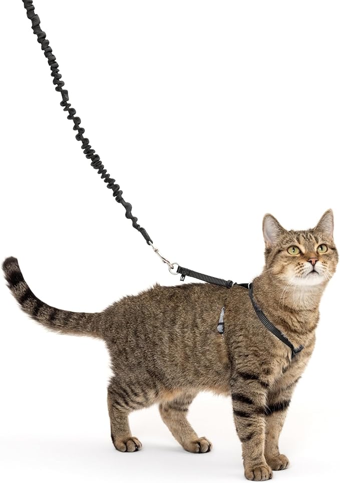 PetSafe Come with Me Kitty Harness and Bungee Leash, Small, Black