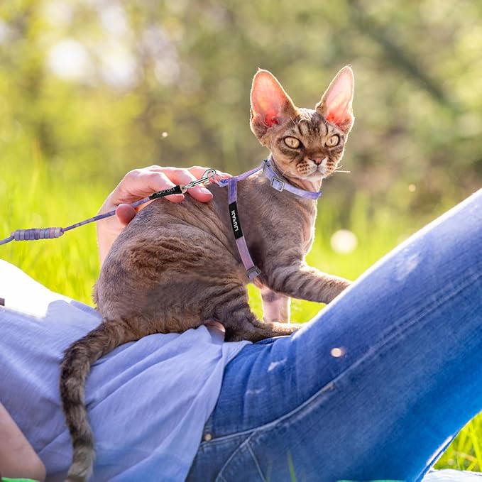 Giantree Cat Harness with Leash and Collar Set, Adjustable H-Shaped Kitten Harness Escape Proof Harness Glow in The Dark for Kitty Outdoor Walking (Gradient Purple)