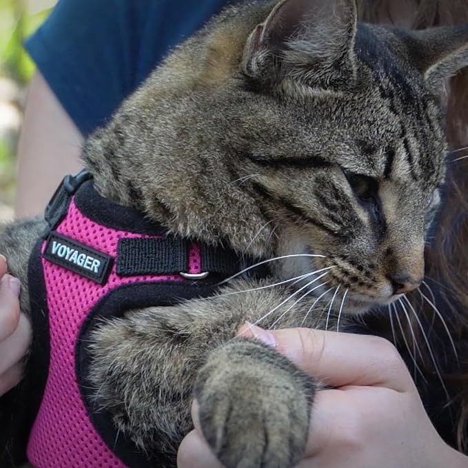 Voyager Step-in Lock Adjustable Cat Harness w. Cat Leash Combo Set with Neoprene Handle 5ft - Supports Small, Medium and Large Breed Cats by Best Pet Supplies - Fuchsia/Black Trim, S