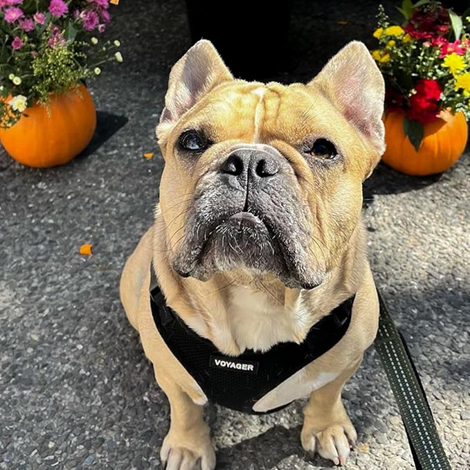 Voyager Step-in Lock Pet Harness - All Weather Mesh, Adjustable Step in Harness for Cats and Dogs by Best Pet Supplies - Black, S