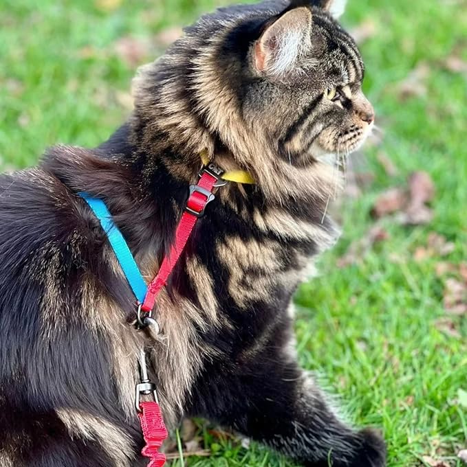 Travel Cat Harness and Bungee Leash Set - 2 in 1 Adjustable Escape Proof Cat Harness & Leash for Small, Medium, Large Cats, Kitten - Safe H-Style Cat Leash Harness for Outdoor Walking (Color Block)