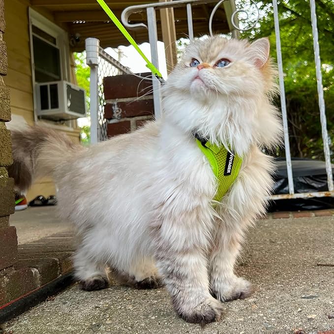 Voyager Step-in Lock Dog Harness w Reflective Dog Leash Combo Set with Neoprene Handle 5ft - Supports Small, Medium and Large Breed Puppies/Cats by Best Pet Supplies - Lime Green, S