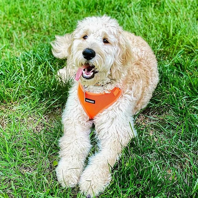 Voyager Step-in Lock Dog Harness w Reflective Dog Leash Combo Set with Neoprene Handle 5ft - Supports Small, Medium and Large Breed Puppies/Cats by Best Pet Supplies - Orange, M