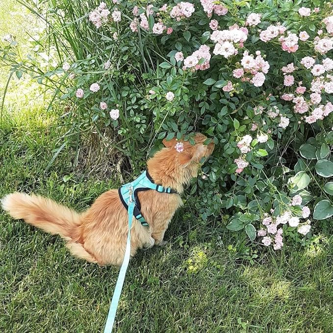 PUPTECK Cat Harness and Leash Set Escape Proof Reflective Cat Walking Harness Adjustable Soft Breathable Mesh Vest for Small Pets, Aquamarine, XS