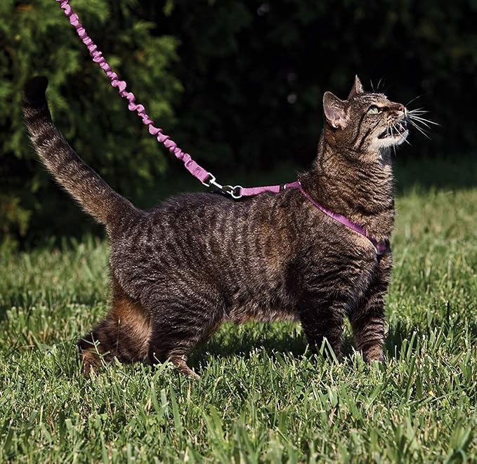 PetSafe Come with Me Kitty Harness and Bungee Leash, Large, Dusty Rose