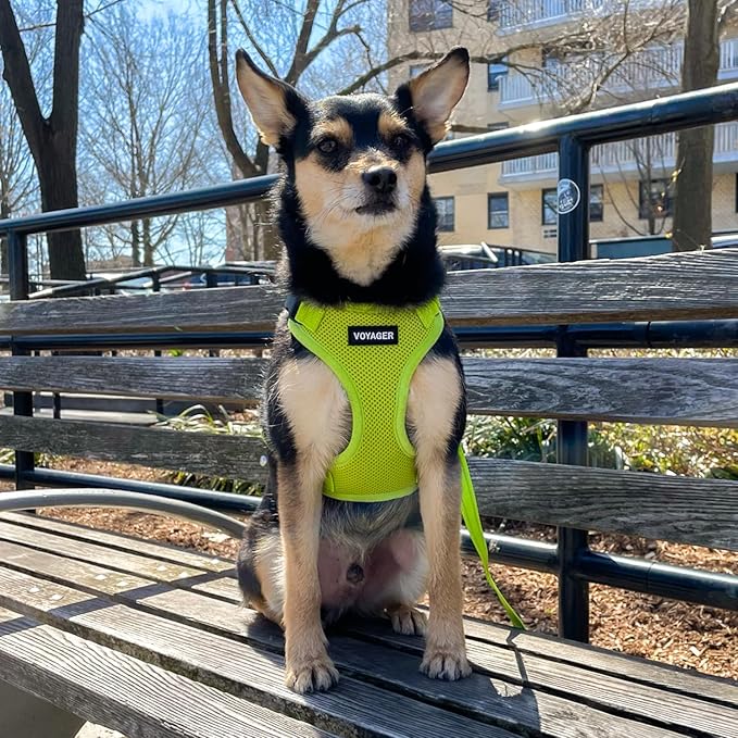 Voyager Step-in Lock Dog Harness w Reflective Dog Leash Combo Set with Neoprene Handle 5ft - Supports Small, Medium and Large Breed Puppies/Cats by Best Pet Supplies - Lime Green, XS