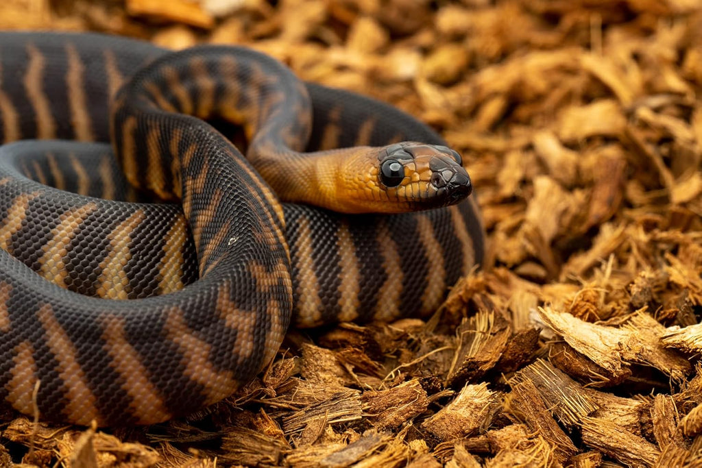 BabiChip Small Coconut Chip 36 Quart Loose Coco Reptile Substrate and Bedding for Gecko Terrariums, Tortoise Habitat, Ball Python Enclosures, and Bioactive Tanks (2 Pk)