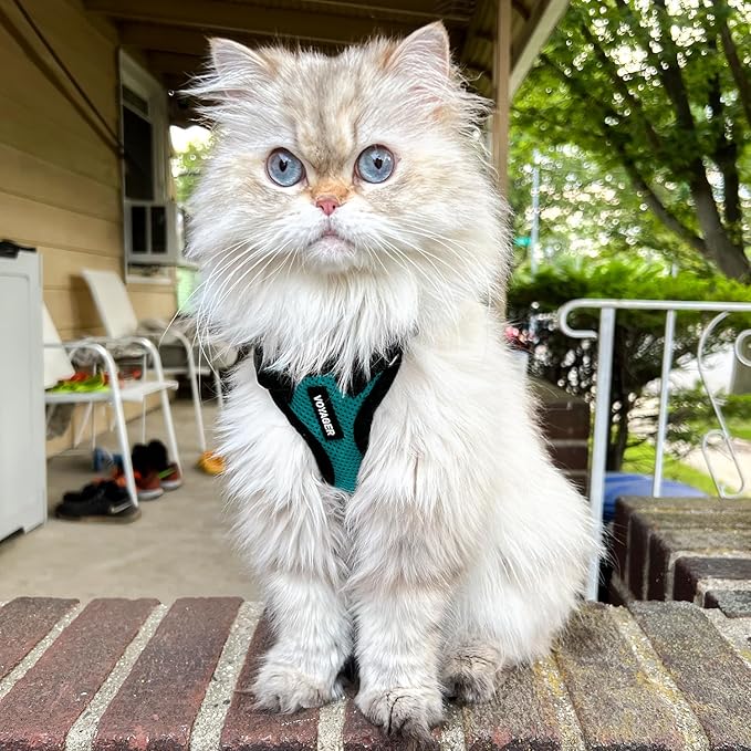 Voyager Step-in Lock Adjustable Cat Harness w. Cat Leash Combo Set with Neoprene Handle 5ft - Supports Small, Medium and Large Breed Cats by Best Pet Supplies - Turquoise/Black Trim, XXXS