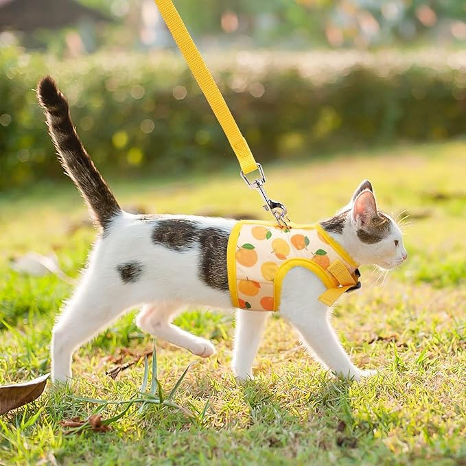 BINGPET Cat Harness with Leash Escape Proof - Fashionable Mesh Cat Dog Walking Harness Leads, Adjustable for Kitties Puppies Small Animals,Orange,M