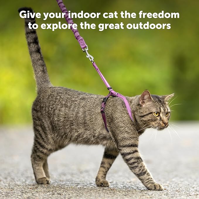 PetSafe Come with Me Kitty Harness and Bungee Leash, Medium, Lilac